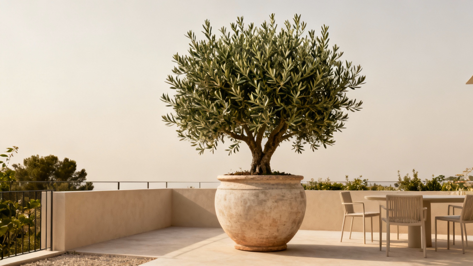 Comment choisir la taille d'un pot pour un olivier en terrasse ?